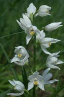 Cephalanthera longifolia Les Mayons D75 250407 (11)