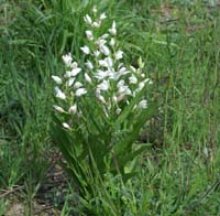 Cephalanthera longifolia Les Mayons D75 250407 (4)