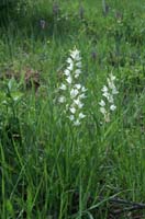 Cephalanthera longifolia Les Mayons D75 250407 (9)