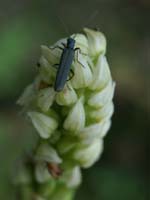 Neotinea maculata Les Mayons D75 250407 (10)