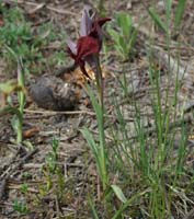 Serapias cordigera Les Mayons D75 250407 (13)
