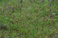 Serapias lingua & Anacamptis picta Les Mayons D75 250407 (31)