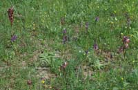Serapias vomeracea & neglecta & Anacamptis picta  Les Mayons D75 250407 (22)
