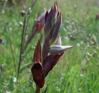 Serapias vomeracea x cordigera Les Mayons D75 250407 (28)