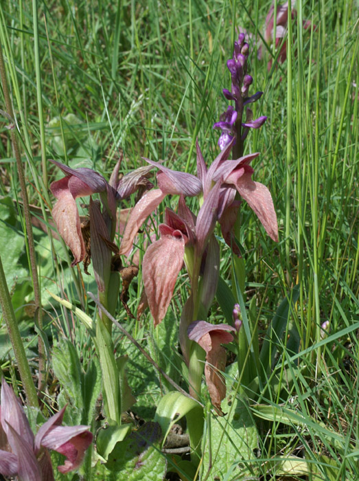 Serapias neglecta & Anacamptis picta  Mandelieu 170407