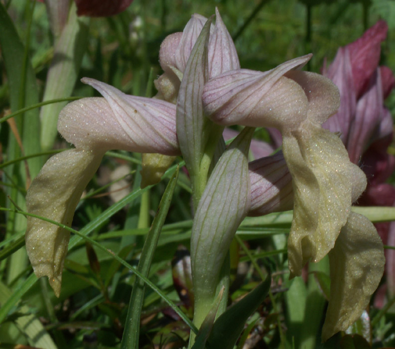 Serapias neglecta Mandelieu 170407 (9)