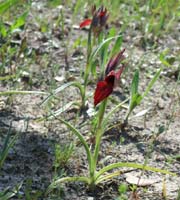 Serapias cordigera 170407 Mandelieu (2)