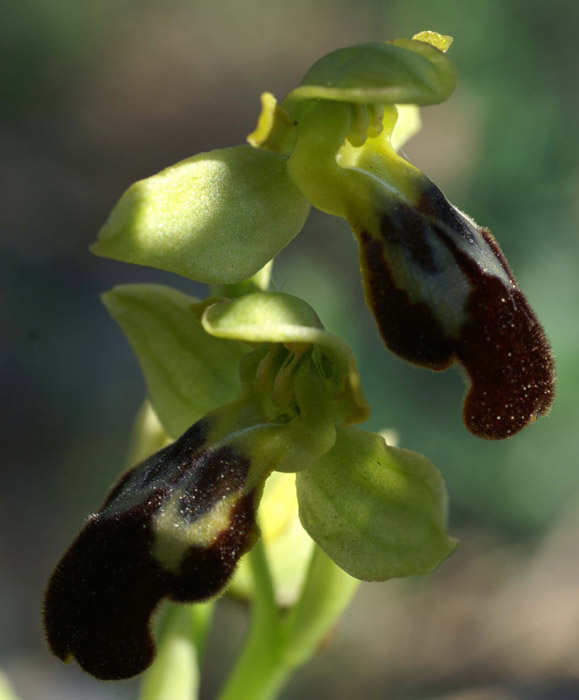 Ophrys lupercalis Mont Faron 200407 (52)