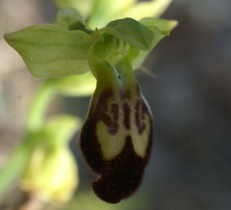 Ophrys lupercalis Mont Faron 200407 (53)