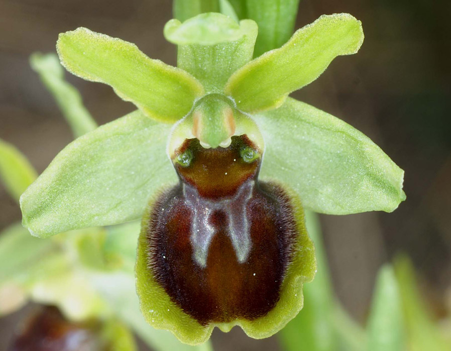 Ophrys virescens Mont Faron 200407 (10)