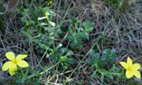 Linum campanulatum Mont Faron 200407 (1)