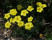 Linum campanulatum Mont Faron 200407 (3)