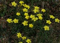 Linum campanulatum Mont Faron 200407 (34)