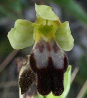 Ophrys lupercalis Mont Faron 200407 (17)