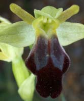 Ophrys lupercalis Mont Faron 200407 (21)