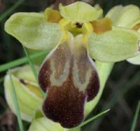 Ophrys lupercalis Mont Faron 200407 (43)