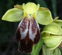 Ophrys lupercalis Mont Faron 200407 (44)