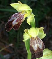 Ophrys lupercalis Mont Faron 200407 (45)