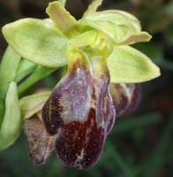 Ophrys lupercalis Mont Faron 200407 (46)