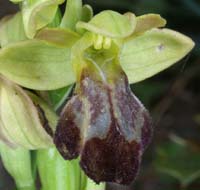 Ophrys lupercalis Mont Faron 200407 (47)