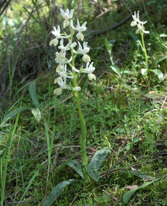 Orchis provincialis Pierrefeu 160407