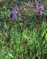 Anacamptis picta Pierrefeu 160407