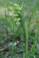 Neotinea maculata Pierrefeu 160407 (3)