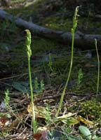 Neotinea maculata fructifié Pierrefeu 160407