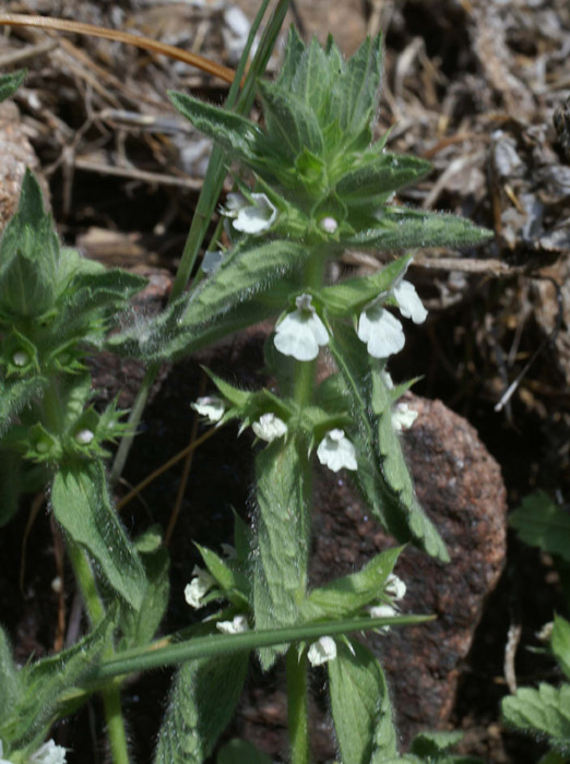 Teucrium polium Rochers de Roquebrune 240407 (13)
