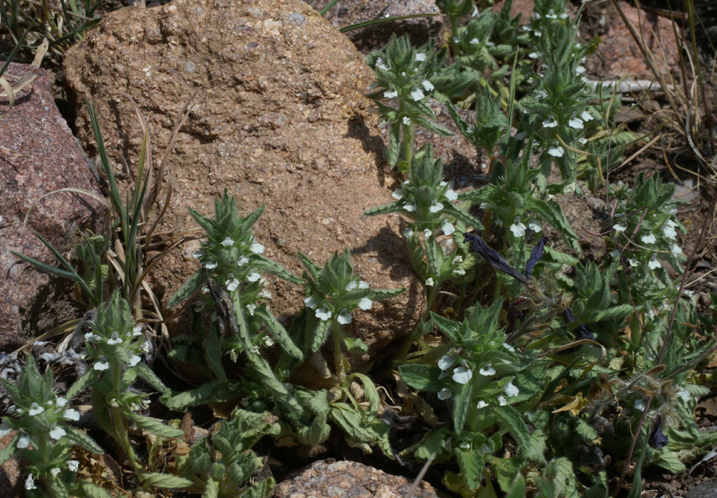 Teucrium polium Rochers de Roquebrune 240407 (14)