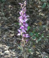 Limodorum abhortivum Rochers de Roquebrune 240407 (5)