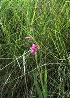 PE Gladiolus segetum Rochers de Roquebrune 240407 (49)