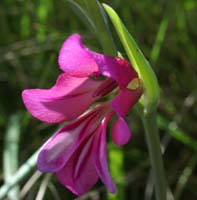 PE Gladiolus segetum Rochers de Roquebrune 240407 (50)