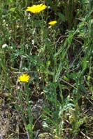 PE Senecio crassifolius Rochers de Roquebrune 240407 (1)