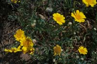 PE Senecio crassifolius Rochers de Roquebrune 240407