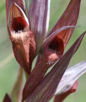 Serapias vomeracea Rochers de Roquebrune 240407 (43)