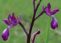 Anacamptis laxiflora Les Mayons D75 250407 (11)