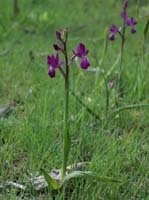 Anacamptis laxiflora Les Mayons D75 250407 (12)