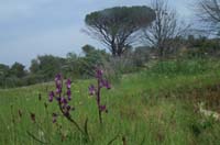 Anacamptis laxiflora Pont Romain 250407 (10)