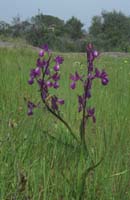 Anacamptis laxiflora Pont Romain 250407 (11)