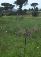 Anacamptis laxiflora Pont Romain 250407 (14)