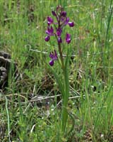 Anacamptis laxiflora Pont Romain 250407 (5)