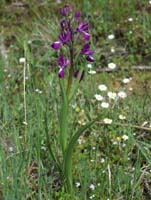 Anacamptis laxiflora Pont Romain 250407 (6)