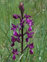 Anacamptis laxiflora Pont Romain 250407 (7)