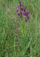 Anacamptis laxiflora Pont Romain 250407 (9)