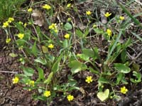 Ranunculus ophioglossifolius Pont Romain 250407 (1)