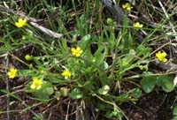 Ranunculus ophioglossifolius Pont Romain 250407