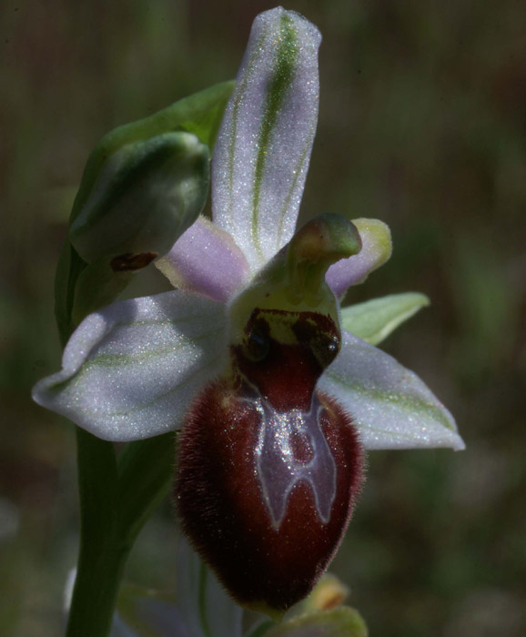 Ophrys splendida Vidauban 230407 (32)