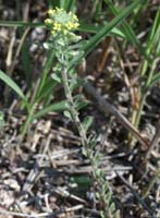 Alyssum alyssoides Vidauban 230407 (17)