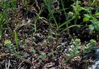 Alyssum alyssoides Vidauban 230407 (18)